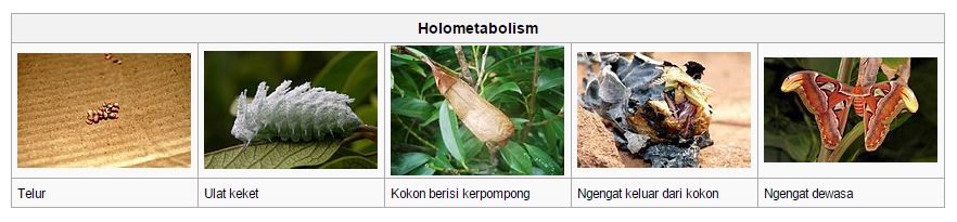 Daur hidup kupu-kupu gajah via wikipedia.