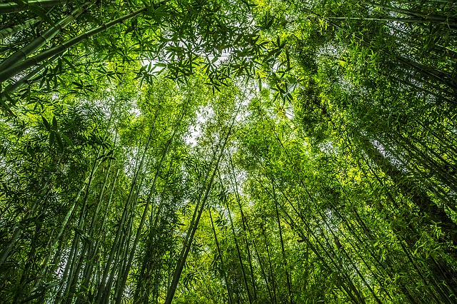 gambar-bambu